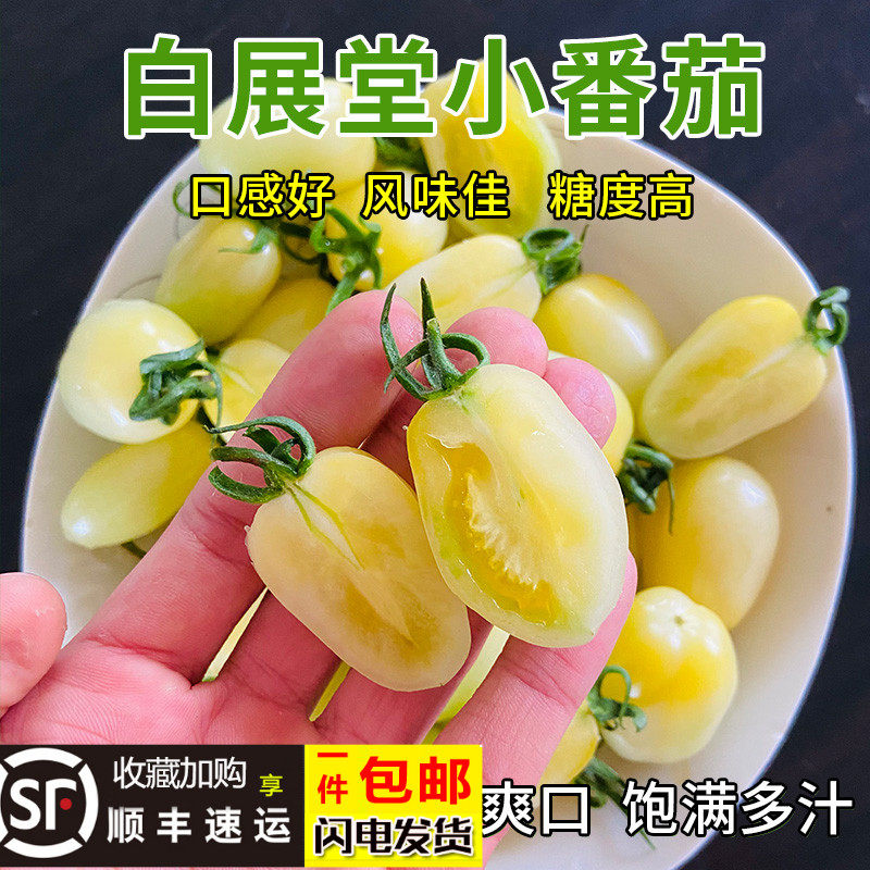 奶油圣女果新鲜白色小番茄山东白展堂生吃白千禧柿子现摘京东顺丰,水产肉类/新鲜蔬果/熟食,番茄,淘宝优惠券,粉丝福利购,淘宝优惠卷