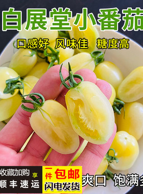 奶油圣女果新鲜白色小番茄山东白展堂生吃白千禧柿子现摘京东顺丰