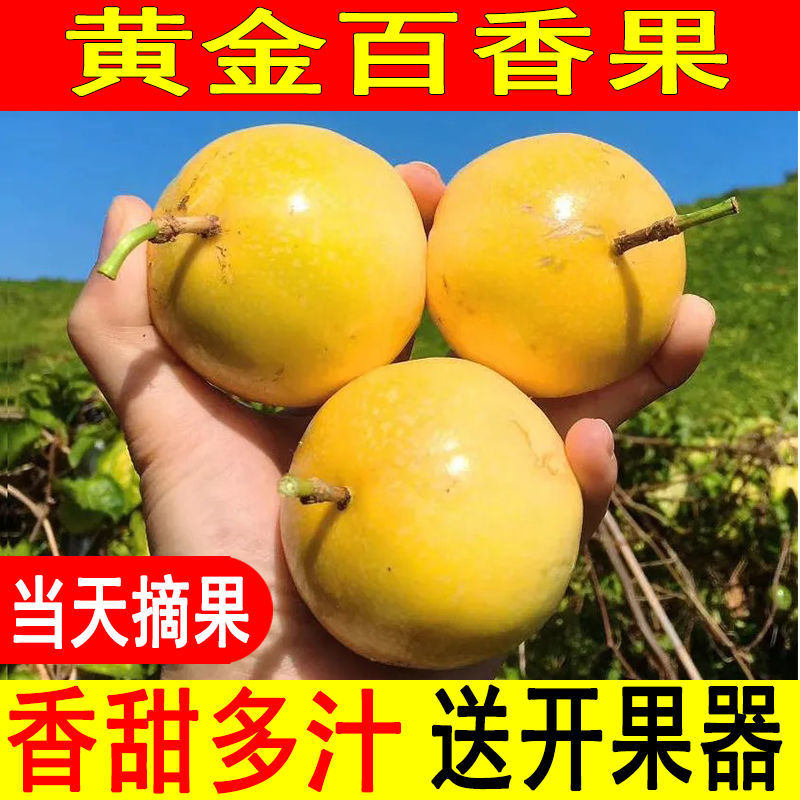 黄金中果大果黄色黄皮孕妇百香果