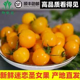 【寿光果蔬】新鲜迷恋圣女果黄色小番茄现摘现发酸甜爆汁新鲜包邮