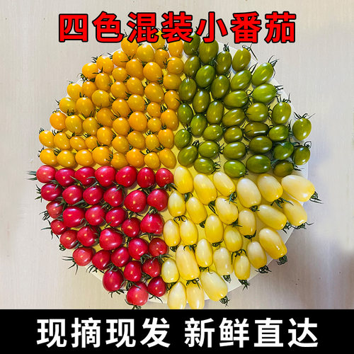 御钦苑四色混装圣女果酸甜可口