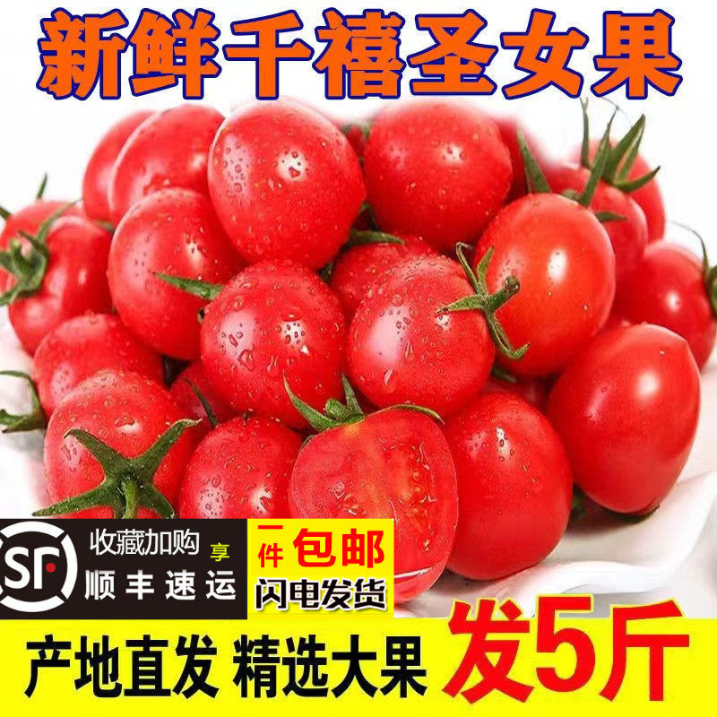 御钦苑千禧圣女果现摘现发