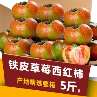 正宗丹东草莓柿子5斤西红柿新鲜碱地铁皮柿子自然熟生吃番茄顺丰