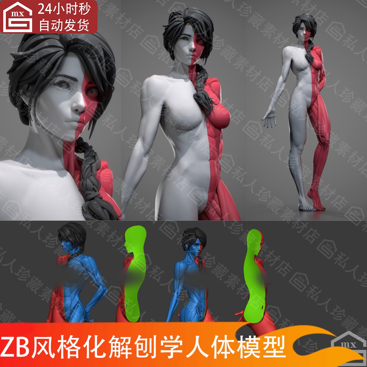 zbrush风格化女性肌肉群结构姿势解剖学ZB人体角色分块3D模型ztl