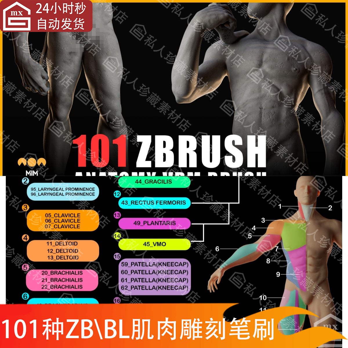 zbrush男性身体人体肌肉块笔刷手臂腹肌腿部结构雕刻笔刷blender