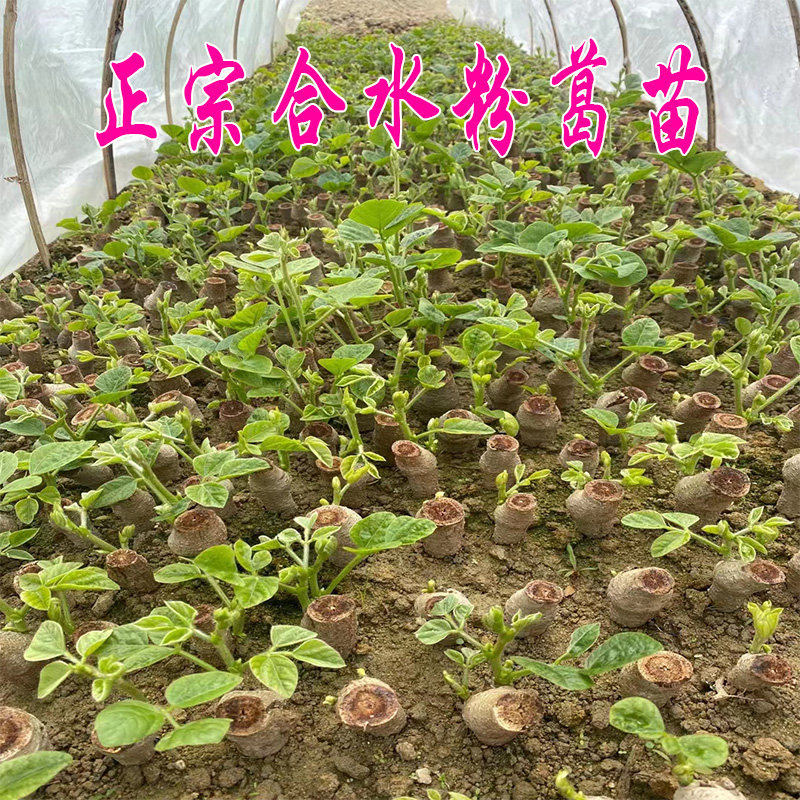 葛根苗粉葛苗正宗合水无渣粉葛根种植苗高产黄金葛根苗绿化种植苗