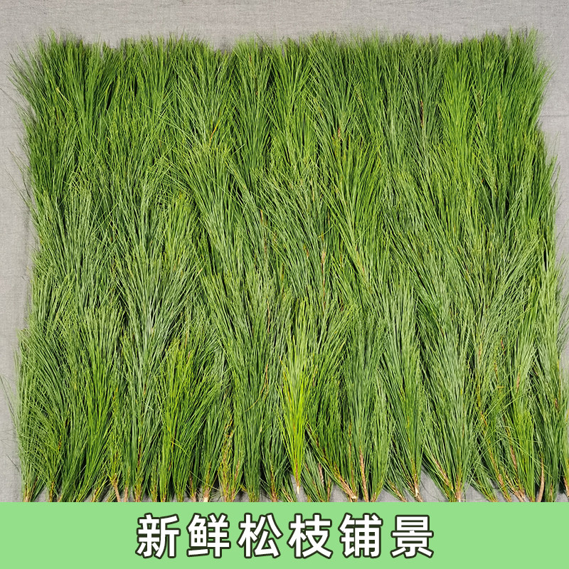 新鲜松枝按平方手工编织家居园艺装饰开业布景铺设场地熏肉松针茶