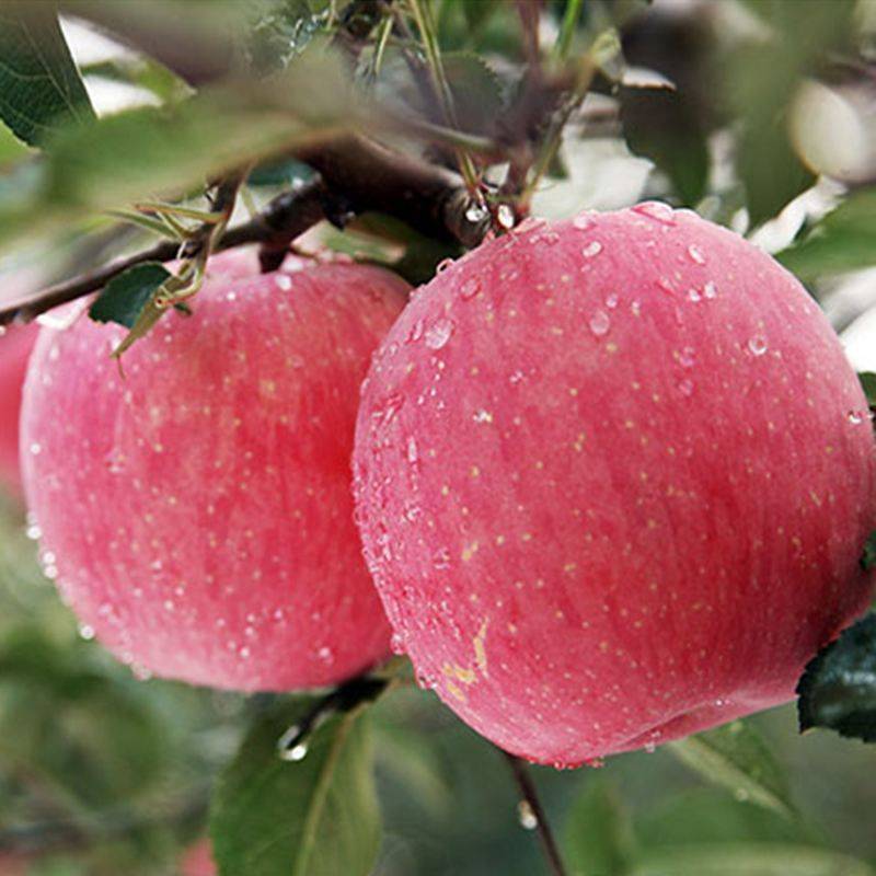 出口山东冰糖心苹果品种9山上特级果孕妇水果自然熟当季特大脆甜