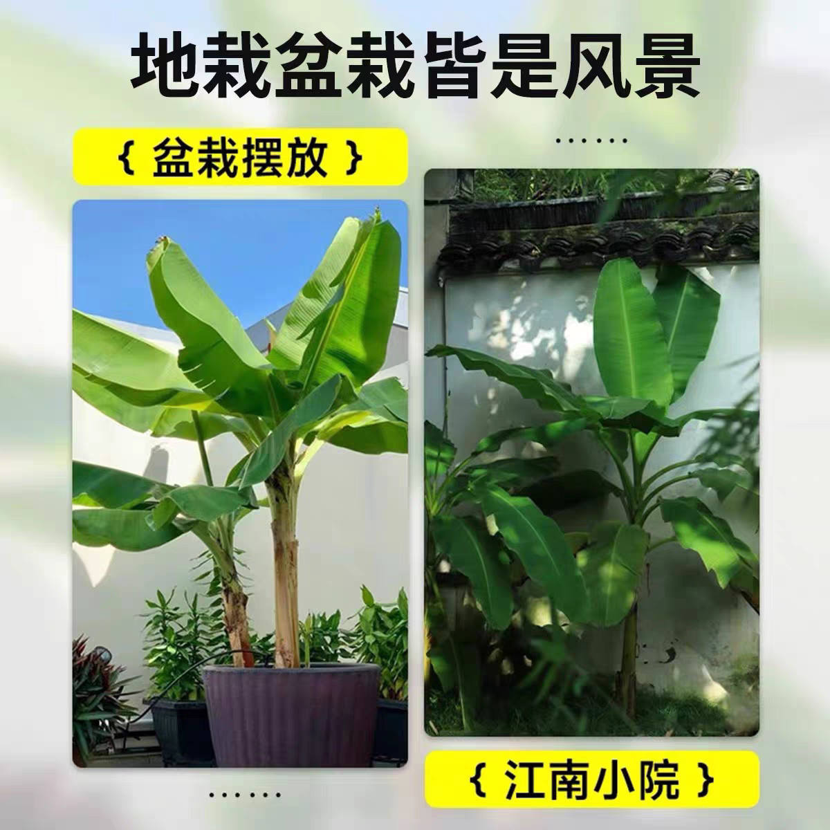 芭蕉绿植盆栽庭院香蕉苗带土带叶图片