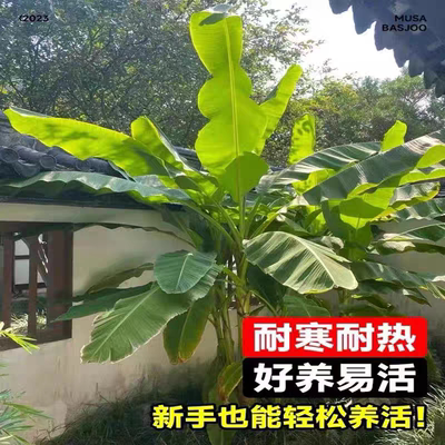 芭蕉绿植盆栽庭院香蕉苗带土带叶