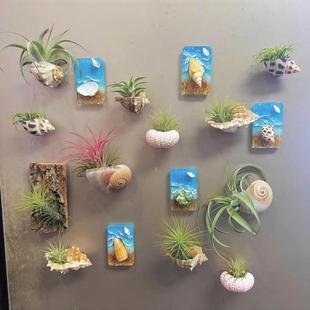 空气凤梨磁吸海螺微景观造景无土植物盆景阳台冰箱贴阳台鱼缸雨林