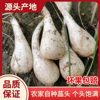 新鲜荞头藠头现挖现发芥头农家江西教头茭头5斤当季蔬菜葱头种子