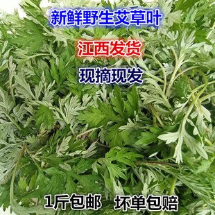 新鲜艾草叶鼠曲草清明草佛耳草绒毛草鼠麴田艾草青明果团原材料