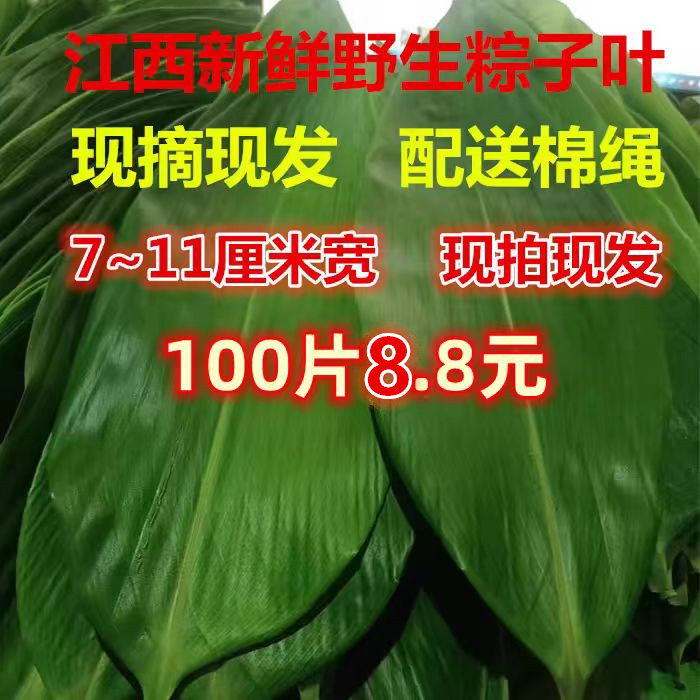 粽叶新鲜粽子叶野生大号粽叶天然箬叶新叶家用100片真空包粽子叶