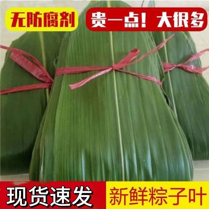 江西粽叶新鲜粽子叶野生箬叶现摘现发精选大粽叶新叶家用专用端午