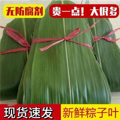 江西粽叶新鲜粽子叶野生箬叶现摘现发精选大粽叶新叶家用专用端午