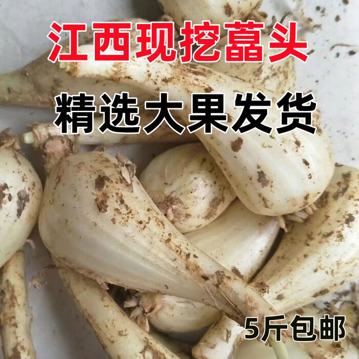 藠头新鲜现挖荞头农家自种教头茭头叫头5斤江西特产茭白小蒜茭头