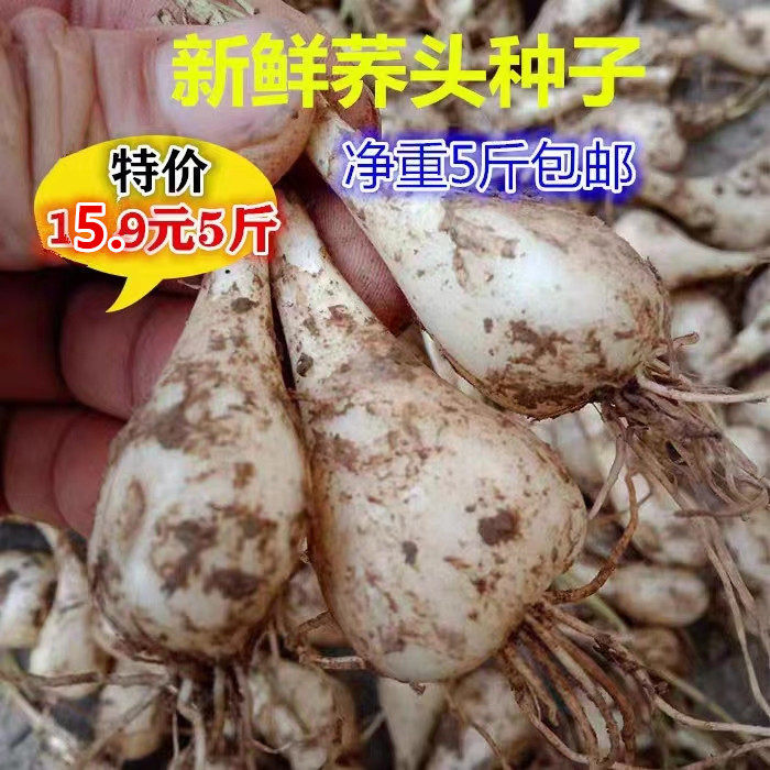 荞头种子新鲜藠头农家种植带须藠头茭头5斤江西特产薤头时令蔬菜