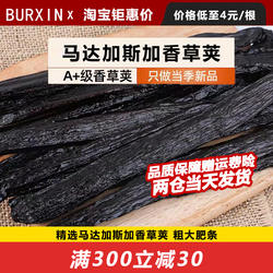 BURXIN马达加斯加香草荚香草精香草棒粗大肥条香味浓特A级香草夹