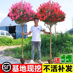 植物 紫薇树苗庭院种植红火箭紫薇花树苗工程绿化造景花卉耐寒四季