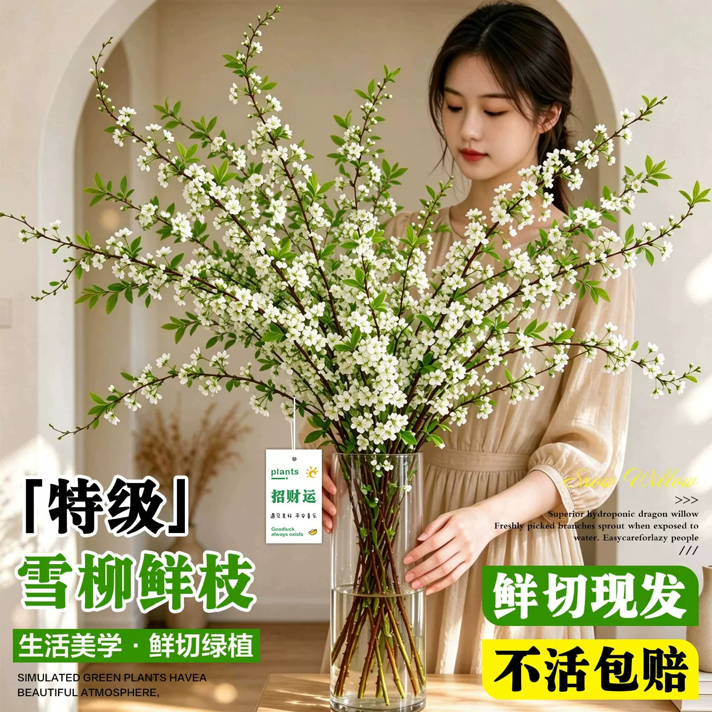 雪柳龙柳干枝鲜枝水养水培植物室内客厅插花摆件带花苞好养绿植