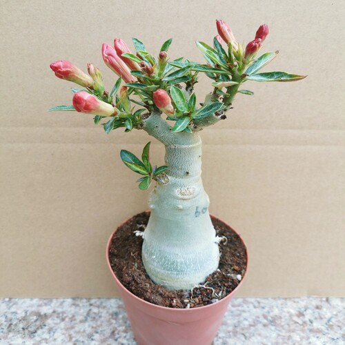 沙漠玫瑰盆栽花苗重瓣带老桩