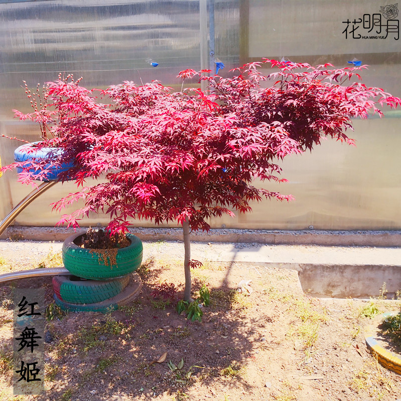 花明月红枫树苗日本舞姬盆景