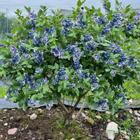 兔眼薄雾嫁接蓝莓苗带土南北方种植盆栽地栽苗当年结果蓝莓树果苗