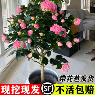 茶花树苗带花苞发货香妃花卉盆栽四季 山茶花易活花苗耐寒好养绿植