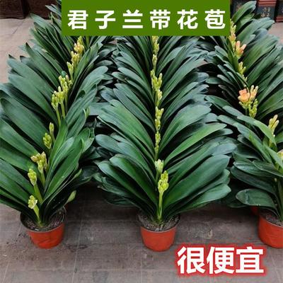 君子兰盆栽开花植物室内蝴