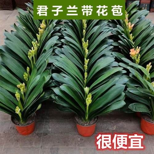 君子兰盆栽开花植物室内蝴