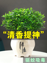 防驱蚊草盆栽正宗清香胡椒木树苗植物室内桌面四季好养小绿植盆景