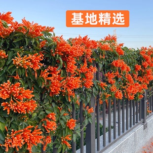 凌霄花苗爬藤植物多季开花耐寒耐热炮仗花苗阳台庭院花植物凌霄花