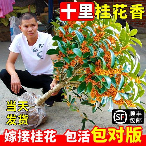 桂花树苗盆栽庭院别墅耐寒