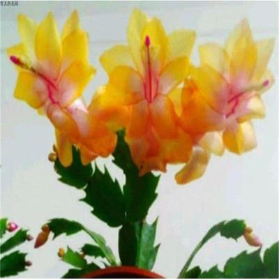 重瓣光炫黄金大花多色蟹爪