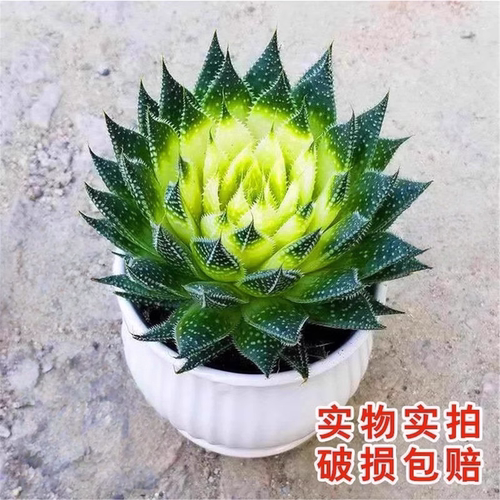 繁星多肉植物盆栽雪花波露