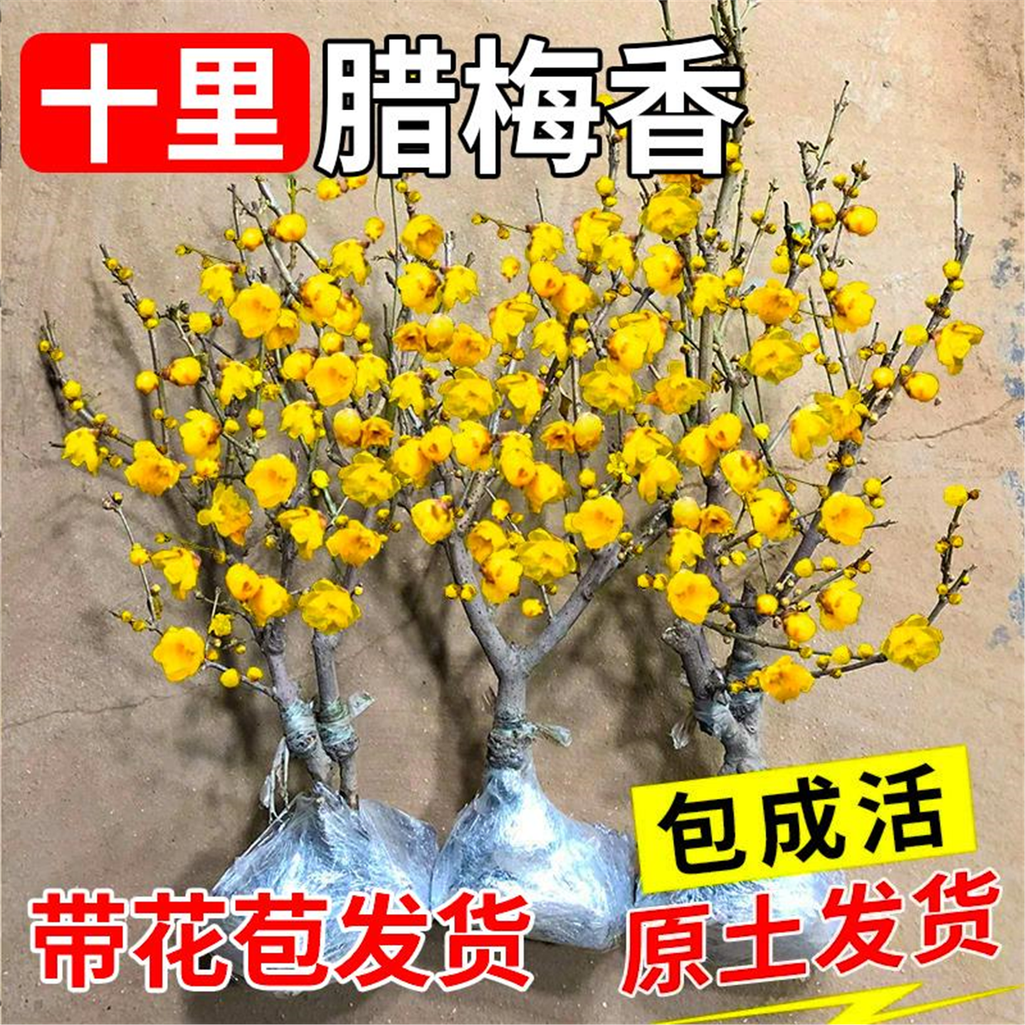 腊梅花树苗盆栽丛生地载庭院风景树原生素心腊梅耐寒红梅矮化老桩,鲜花速递/花卉仿真/绿植园艺,造型盆景,淘宝优惠券,粉丝福利购,淘宝优惠卷