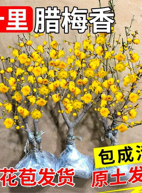 腊梅花树苗盆栽丛生地载庭院风景树原生素心腊梅耐寒红梅矮化老桩