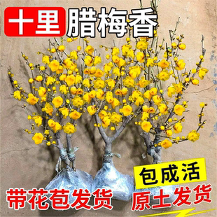 腊梅花树苗盆栽丛生地载庭院风景树原生素心腊梅耐寒红梅矮化老桩