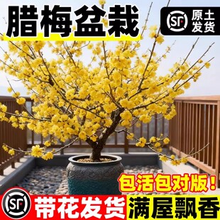 腊梅花树苗盆栽室内外老桩梅花盆景庭院耐寒花卉植物浓香素心腊梅