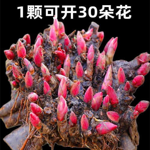 重瓣芍药花苗带芽根块6到8种