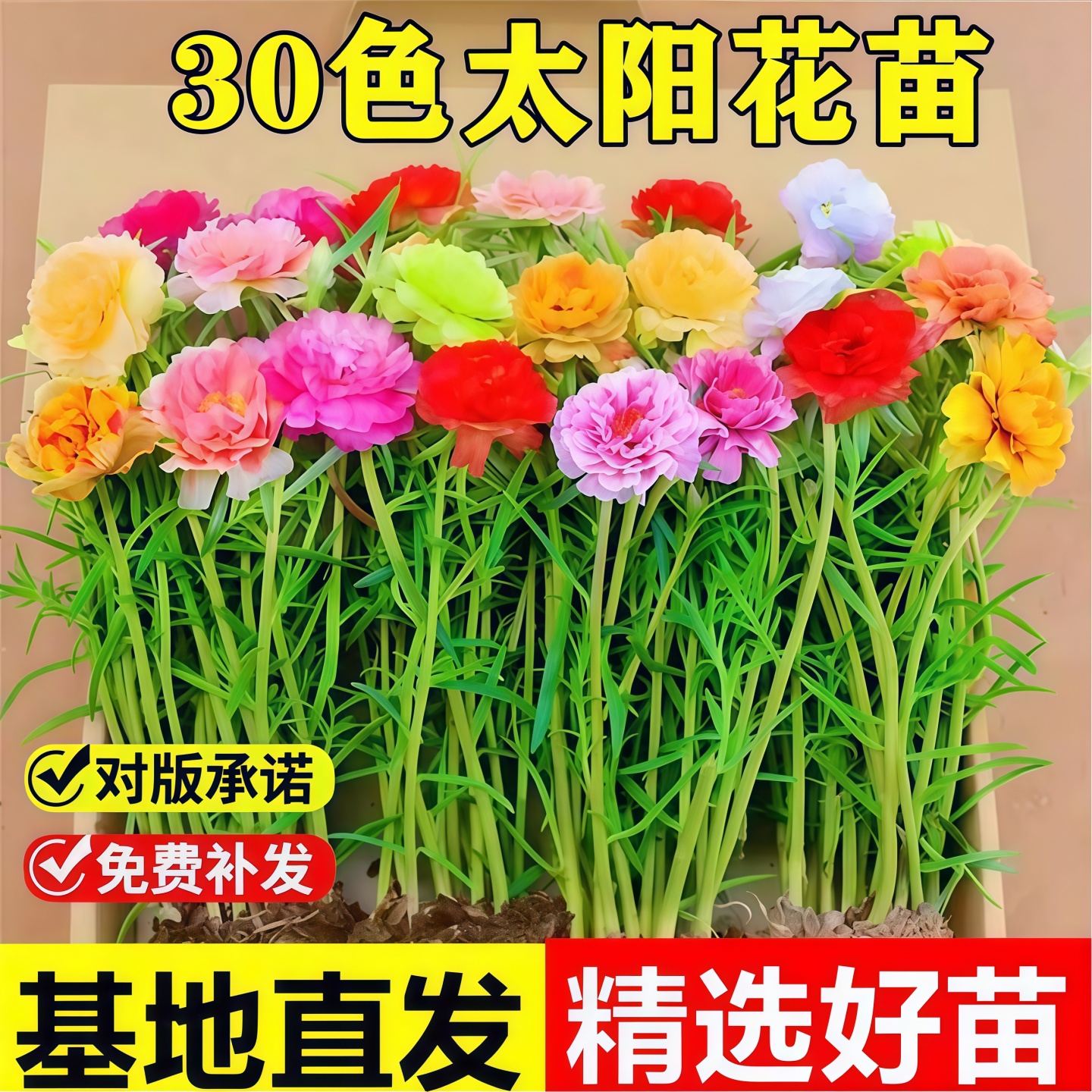 重瓣太阳花盆栽苗多年生宿根半支莲松叶牡丹大马齿苋绿植盆栽花卉