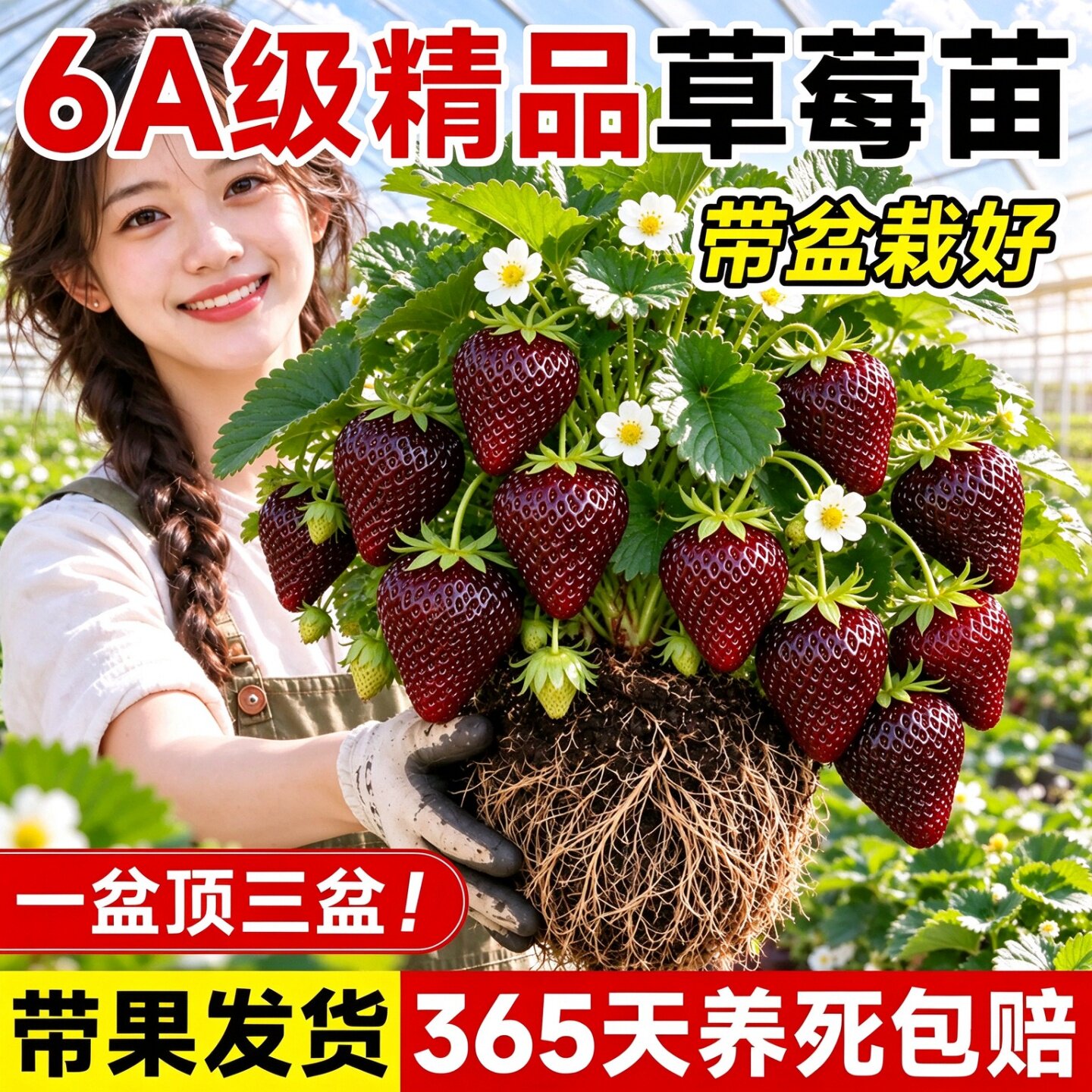 阳台盆栽黑草莓苗真红美玲玄玉优质脱毒抗病家庭种植高产好养