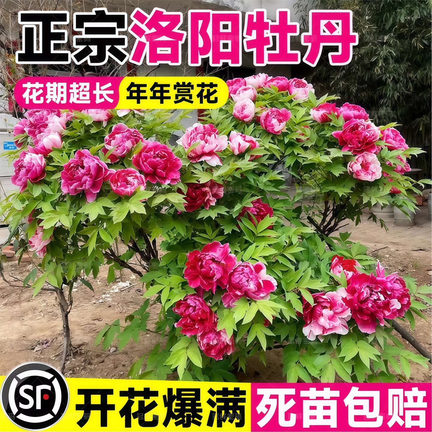 牡丹花树苗盆栽带苞正宗洛