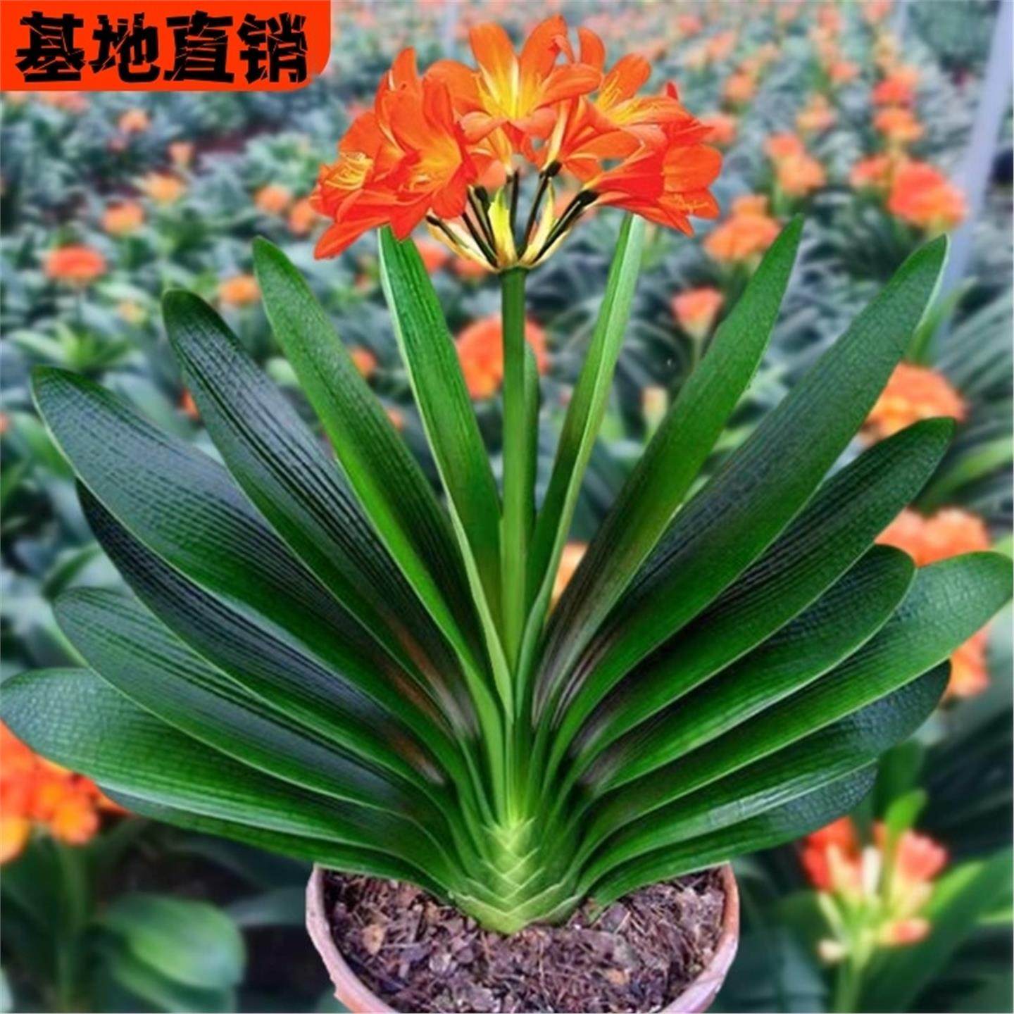 6年大苗精品君子兰盆栽花