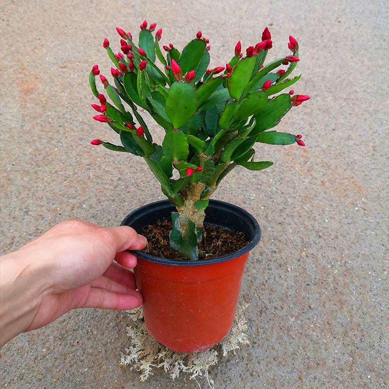 蟹爪兰花卉植物室内带苞