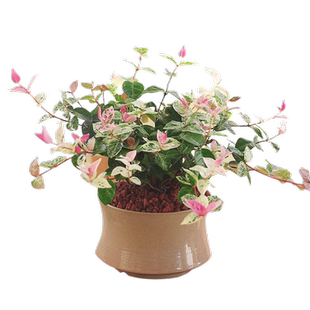 花叶络石彩叶络石花苗盆栽吊兰四季垂吊爬藤植物室内净化空气绿植