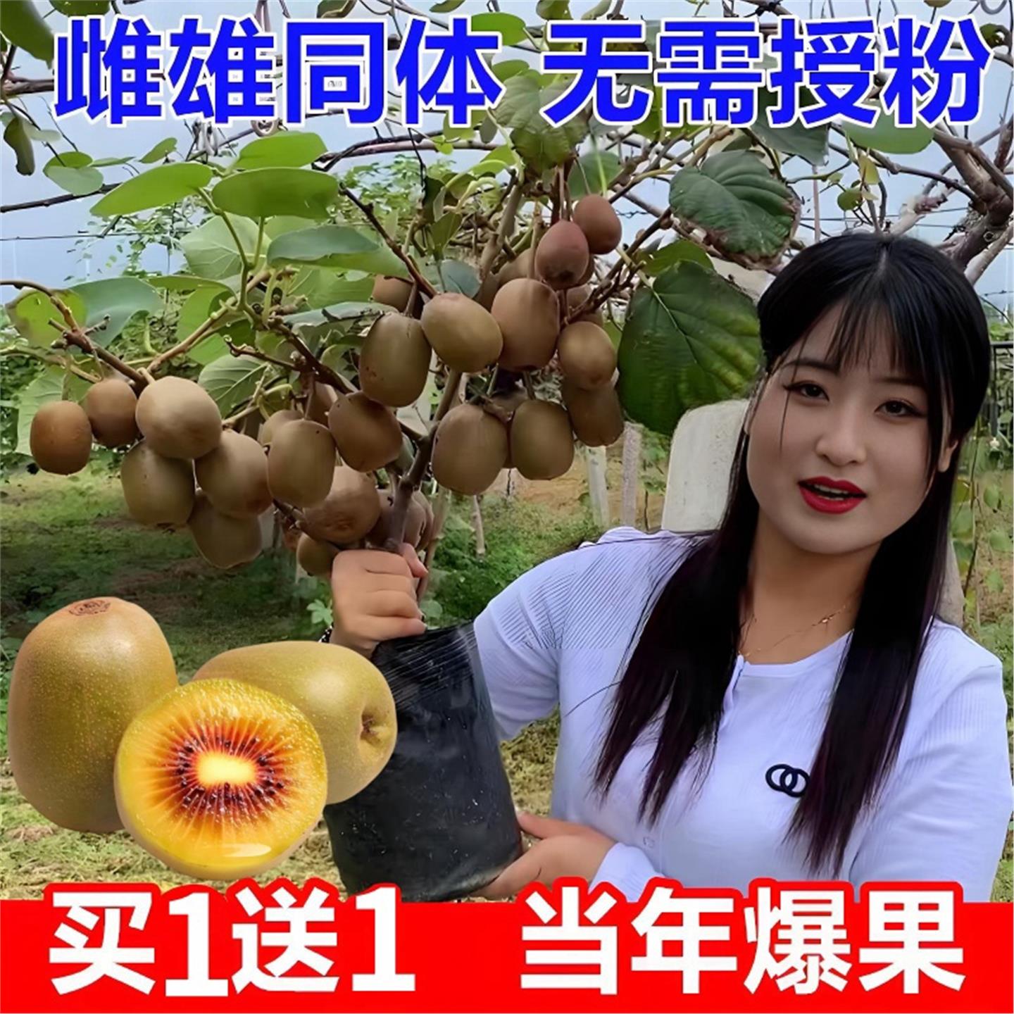 猕猴桃树果苗盆栽地栽嫁接红心