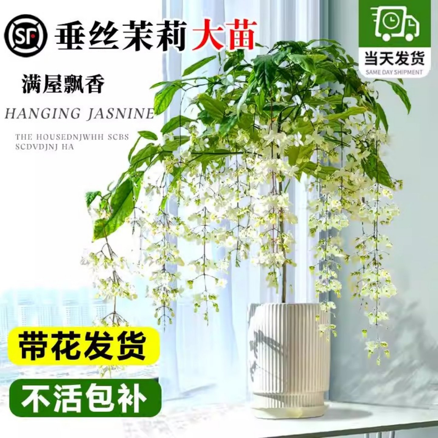 垂丝茉莉盆栽老桩带花苞泰国风车茉莉阳台室内外好养四季花卉绿植