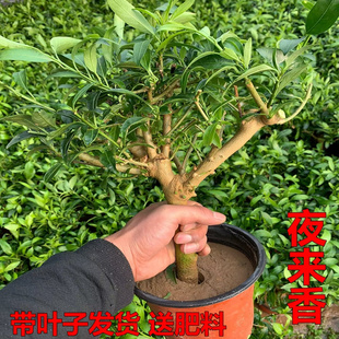 夜来香树苗庭院阳台种植浓香型花卉当年开花四季常青驱蚊驱虫绿植
